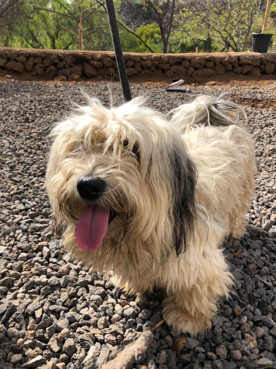AytoCandelaria's tweet photo. 🐶‼️Perro encontrado en Candelaria, en la calle Camino El Pozo, en Araya.

☎️¿Conoces a sus dueños? Llámanos al 922500800 extensión 1335, o envíanos un correo electrónico a sanidad@candelaria.es

📲Comparte para que pueda encontrar a su dueño. https://t.co/JTqz1FgXAE