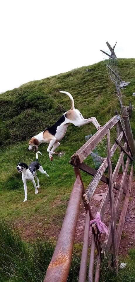 rosiedoc666's tweet photo. Pls, do not try to catch these dogs, phone any of the numbers below if you see them with a time/location of where they were last seen.
Pictures of the two dogs and last known location below
Lisa: 07935468050
Wak: 07799405307
Helen: 07774532883
#coldfell #Ennerdale #Calderbridge https://t.co/yoStSPjcbo