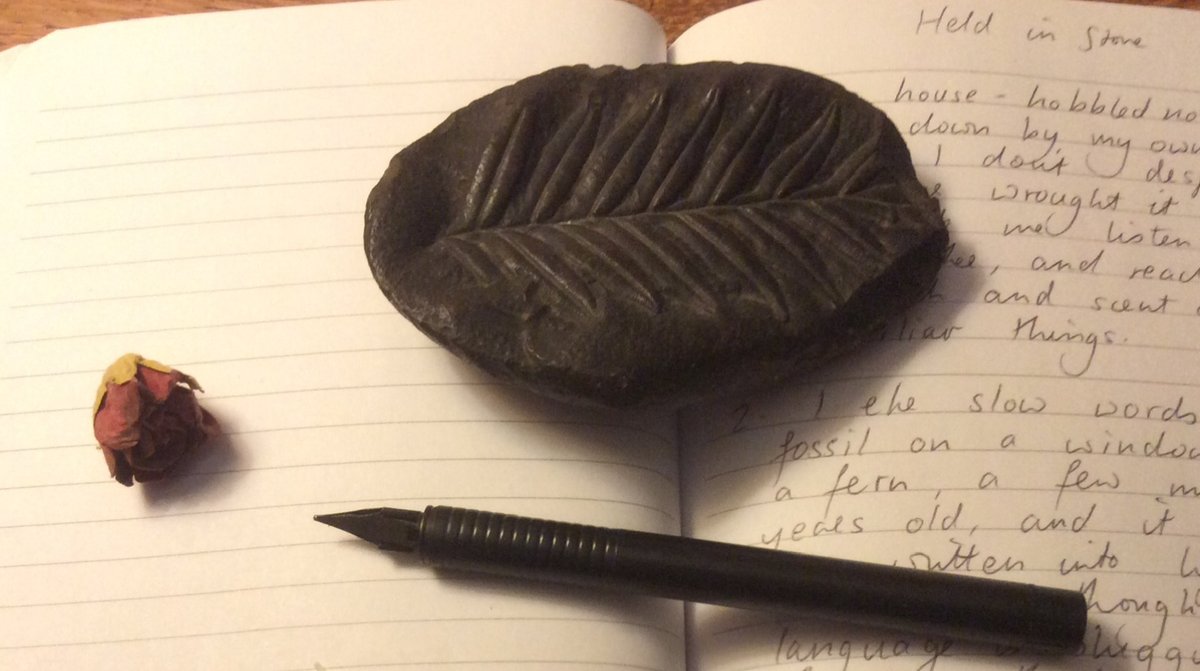 ...and here's the fossil that inspired her! [2/6] #DACFeaturedFriday