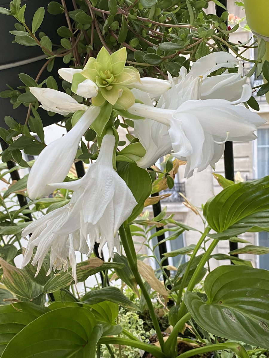 alaindelavie's tweet photo. Hosta plantaginea ‘Venus’ sur mon balcon. Un parfum très intense !!! #fleurs #balcon #balcon2020 #été #ete2020 https://t.co/4bkdbo2bho