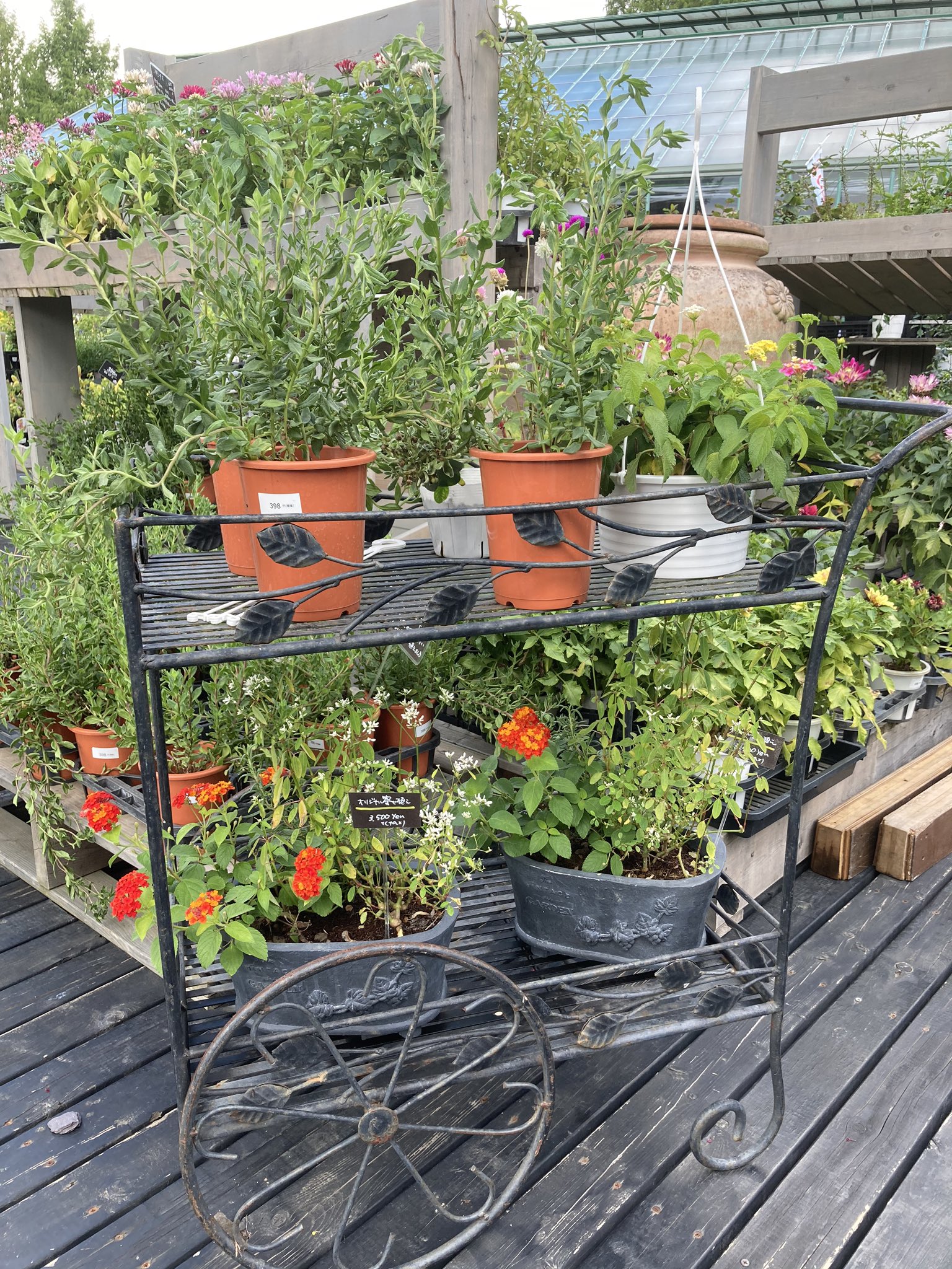 三春ハーブ花ガーデン Twitter Search Twitter