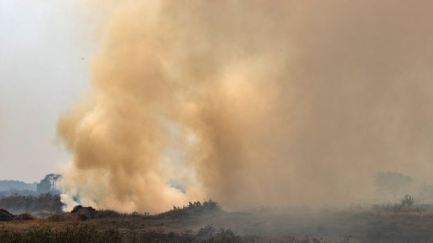 QuebrandoOTabu's tweet photo. O Pantanal está sendo destruído. Animais morrendo. Perdas irreparáveis de fauna e flora. Destruição recorde.

Enquanto isso, o Ministro do Meio Ambiente finge que nada está acontecendo. O presidente ataca ONGs que lutam pra proteger a natureza.

É triste demais.

Fotos da BBC https://t.co/Tu9JQuwGlt