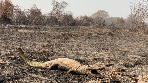 QuebrandoOTabu's tweet photo. O Pantanal está sendo destruído. Animais morrendo. Perdas irreparáveis de fauna e flora. Destruição recorde.

Enquanto isso, o Ministro do Meio Ambiente finge que nada está acontecendo. O presidente ataca ONGs que lutam pra proteger a natureza.

É triste demais.

Fotos da BBC https://t.co/Tu9JQuwGlt