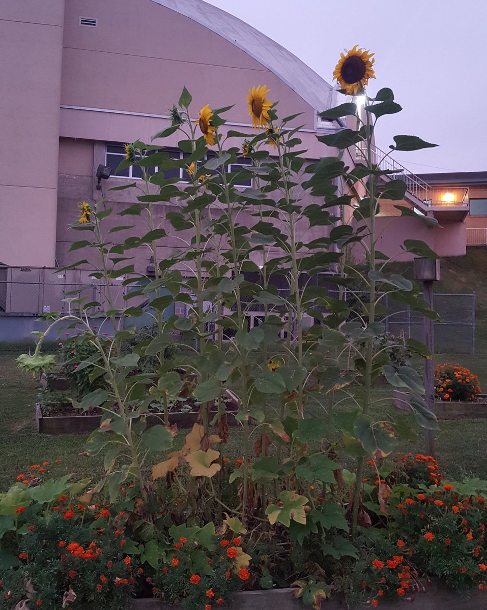 Ellen Schweiger tweet media