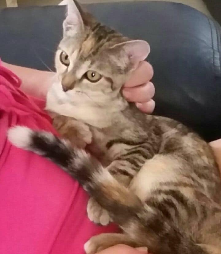 Respectons's tweet photo. #Adoption pour Betty, jolie #chatonne de 4 mois C'est une petite timide qui a besoin d’un foyer calme et aimant Mathilde 0783262471 #Merci du RT #chat #chaton #IDF #dept89 #Paris #animaux https://t.co/YOlrk8U0ei