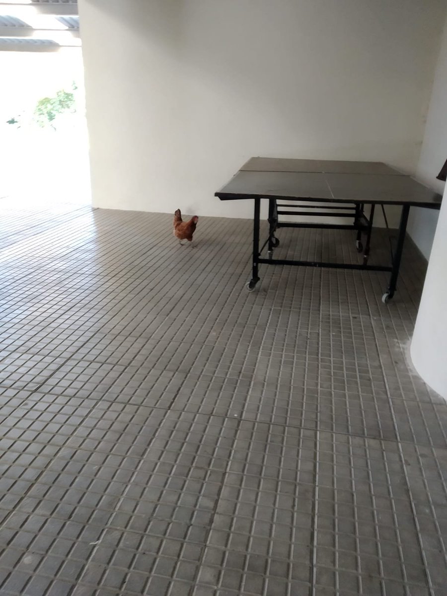 ProfesoradoP's tweet photo. Galiña atopada nun IES galego onte. É posible que forme parte do equipo da Consellería, a teor da cantidade de cagadas que deixou ao seu paso. https://t.co/99D71MMBtH