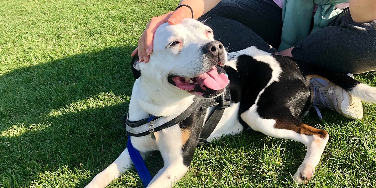 Battersea tweet media