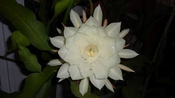 Namanya bunga Wijayakusuma, nah tuh mimin kasi lihat penampakannya

#festacap #festacap2020 #nguriuriora #keseniancilacap