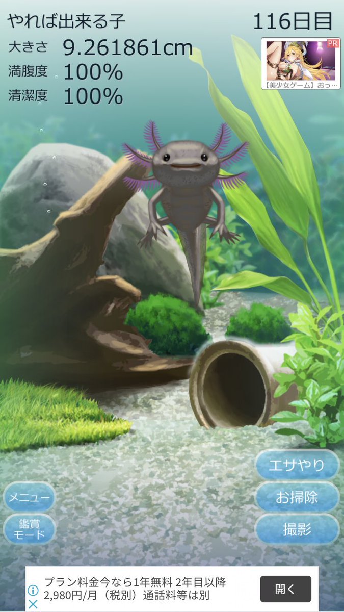 ウーパールーパー育成 ウーパールーパー育成