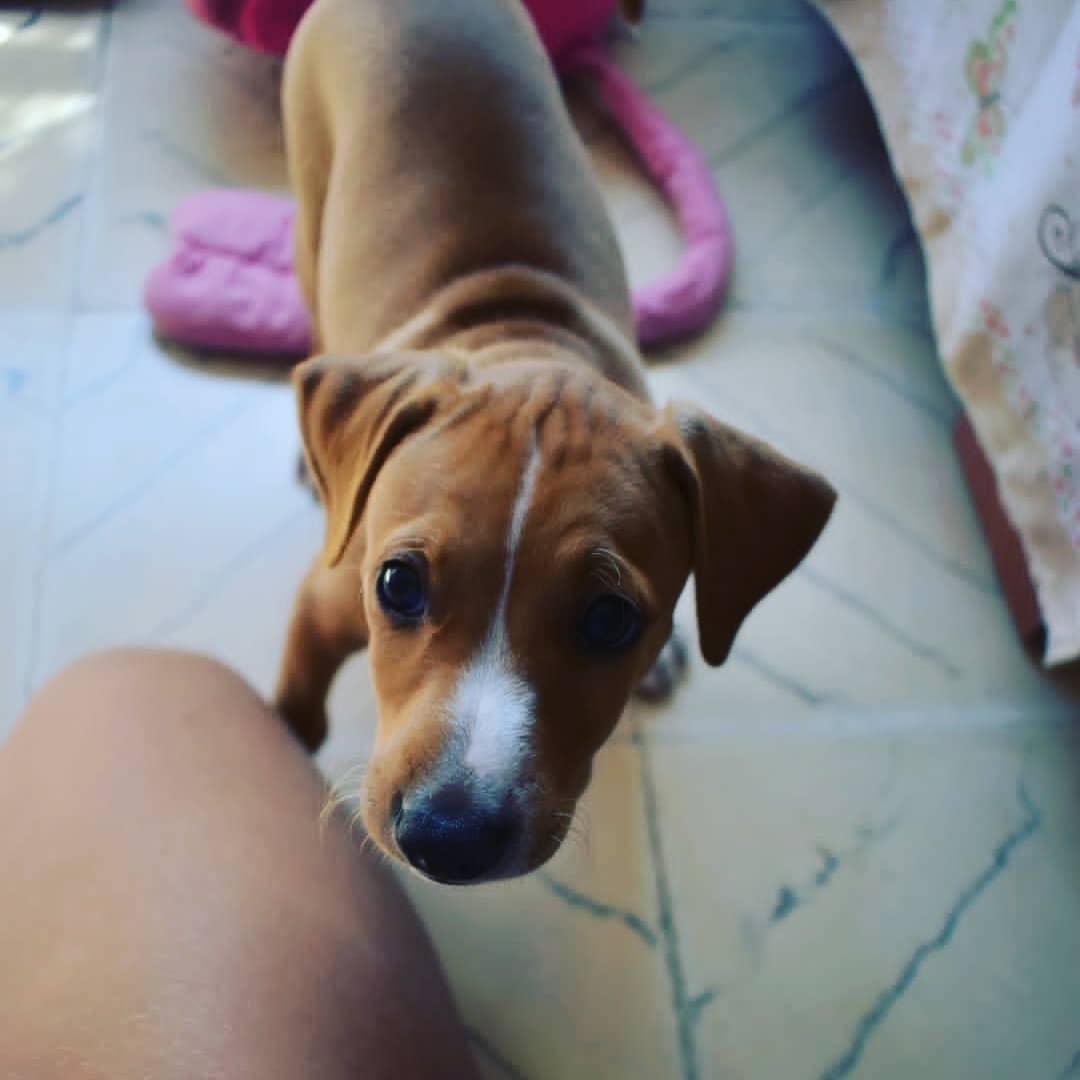 Brownie❤️

Tiene 2 meses y medio, que será mediano de adulto (mix de podenco)😍

Es activo, tiene típico carácter de cachorro. Convive con otro perro en su casa de acogida🐶 

Está desparasitado, vacunado y microchipado🥰

¿Quieres adoptarlo?

💌Contacto: perrosdemalaga@gmail.com