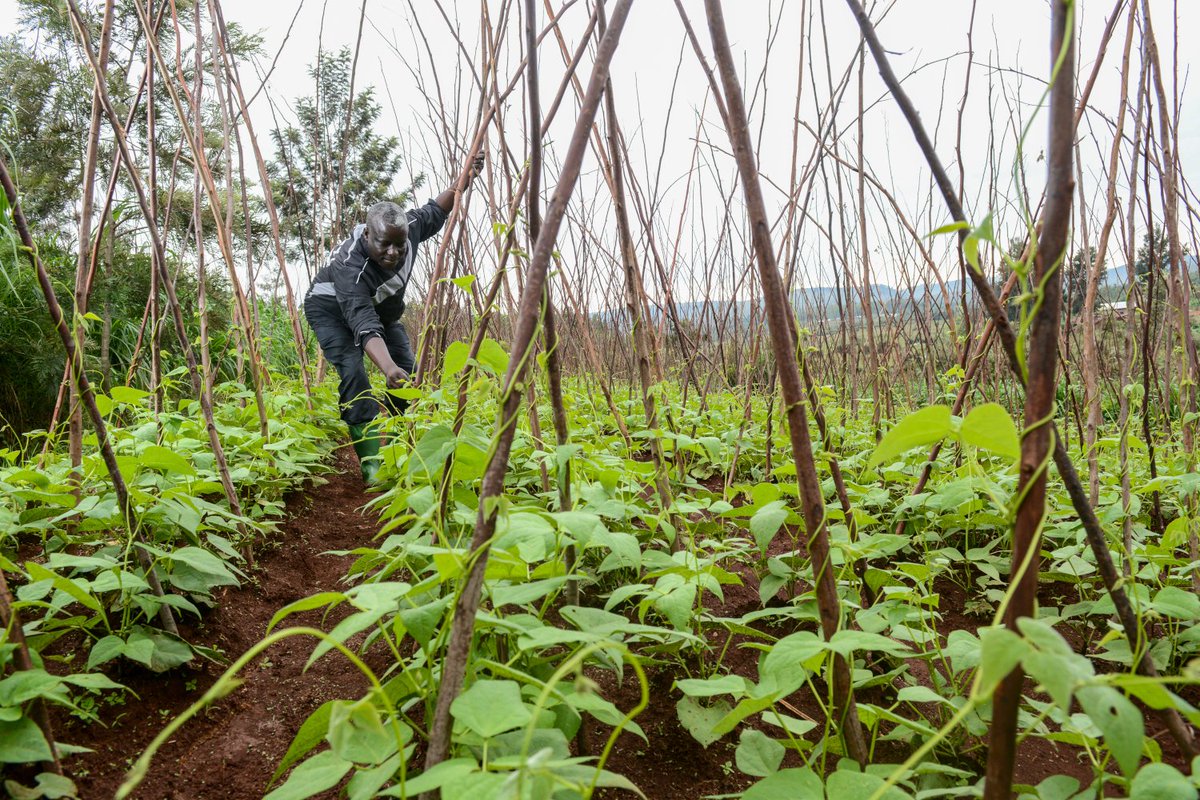 Adalidda's tweet photo. Call for solutions: D-Prize Challenge - Provide Proven #Agriculture Inputs & Improve #CropYield At Scale, micro-dosing of #Fertilizer, small scale #Farmers, #FarmerTraining #CustomerFinancing https://t.co/wKZX18uZbn https://t.co/QTSzY8LrgL