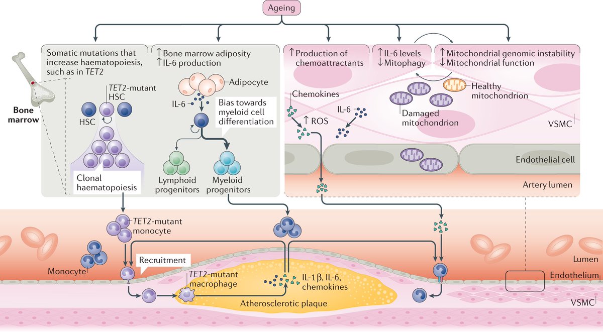 NatRevCardiol's tweet image. New Review online! Tyrrell and Goldstein discuss vascular intrinsic and extrinsic mechanisms by which #aging promotes #atherosclerosis 
rdcu.be/b64Qy
@Gracedan10_99 @dantyrr @LabGoldstein @umichmedicine @umichCVC