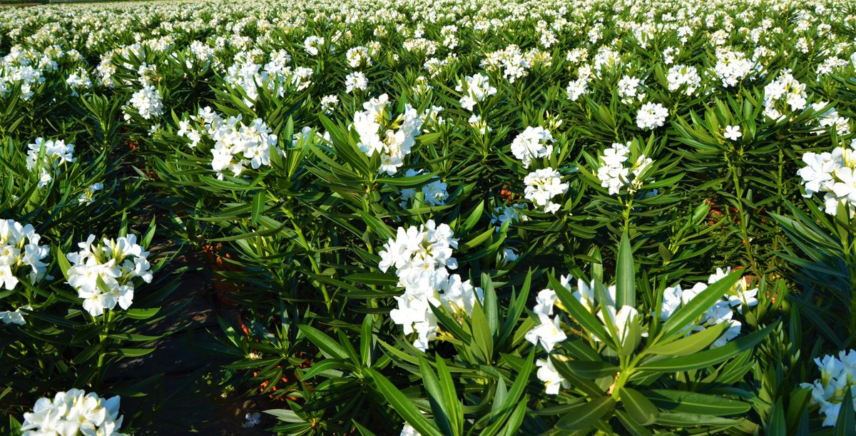 #milazzoflora #nerium