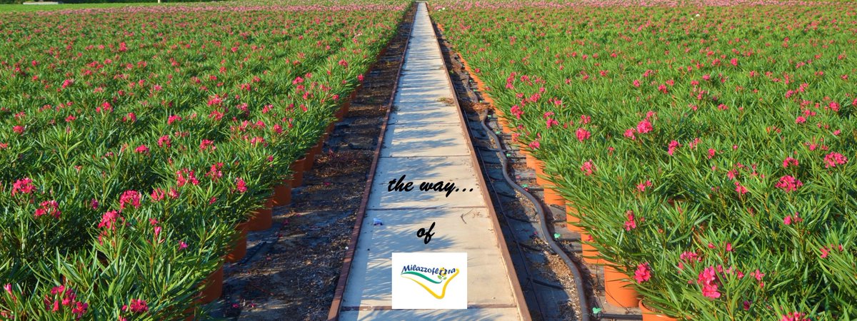 Milazzo Flora (@milazzoflora) on Twitter photo 