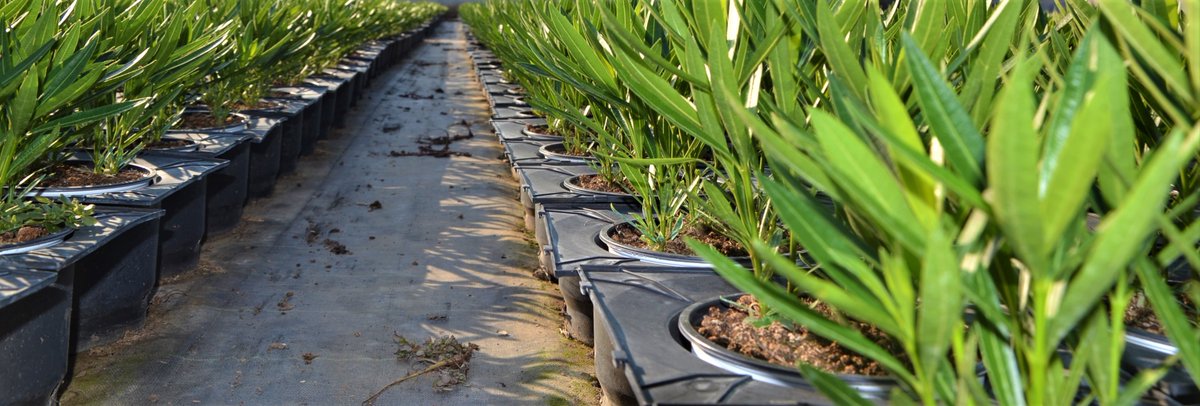 #milazzoflora #nerium