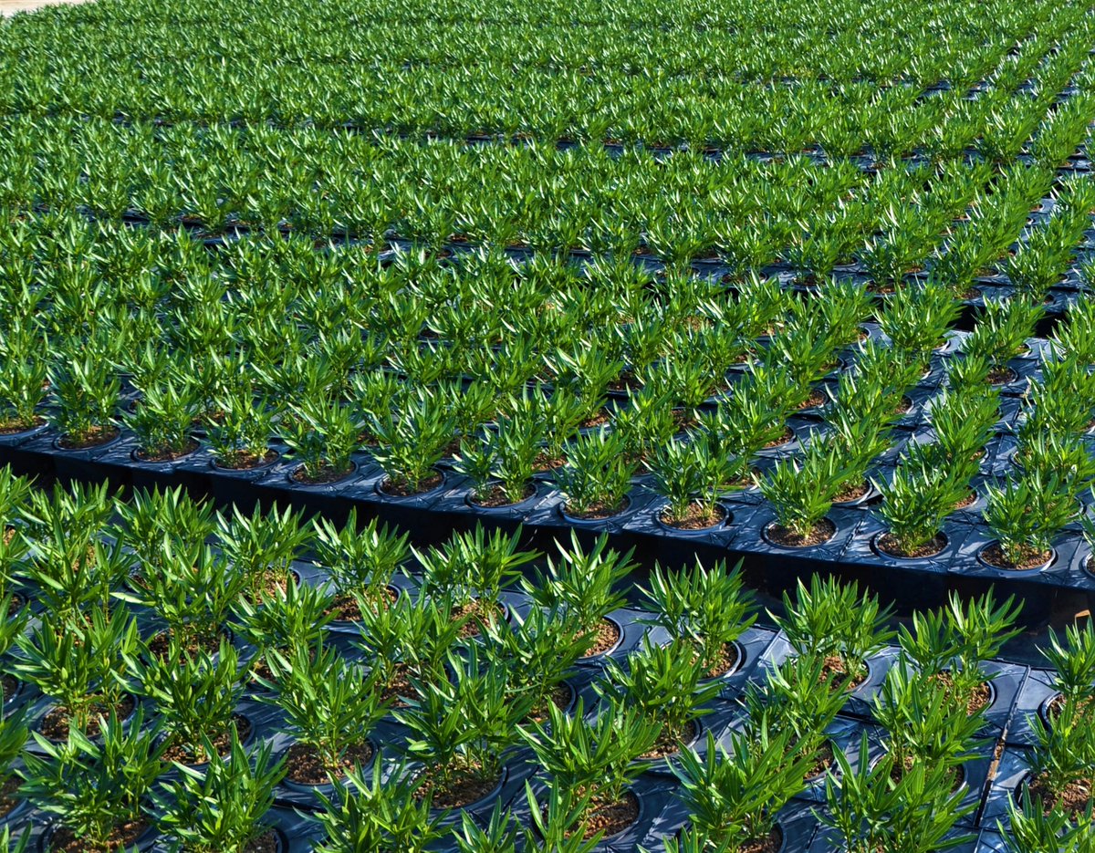 #milazzoflora #nerium