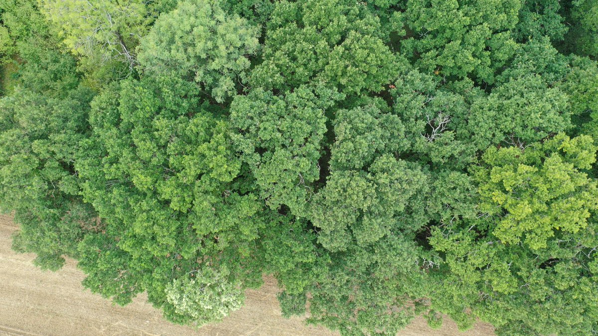 OwenAllpress's tweet photo. Large overgrown site? Apprehensive about cost of topo for outline planning? Site mapping, #tree wound inspection and a whole host of other applications. The addition of a professional UAV to the #arb toolbox is already proving extremely useful for both planning and safety clients https://t.co/3mJuNpikcM