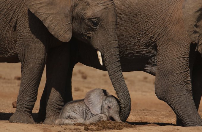 PICTURES: A newborn elephant calf was spotted at SANParks - Addo Elephant National Park, finding her feet and following mom to a nearby watering hole. bit.ly/33afoAq