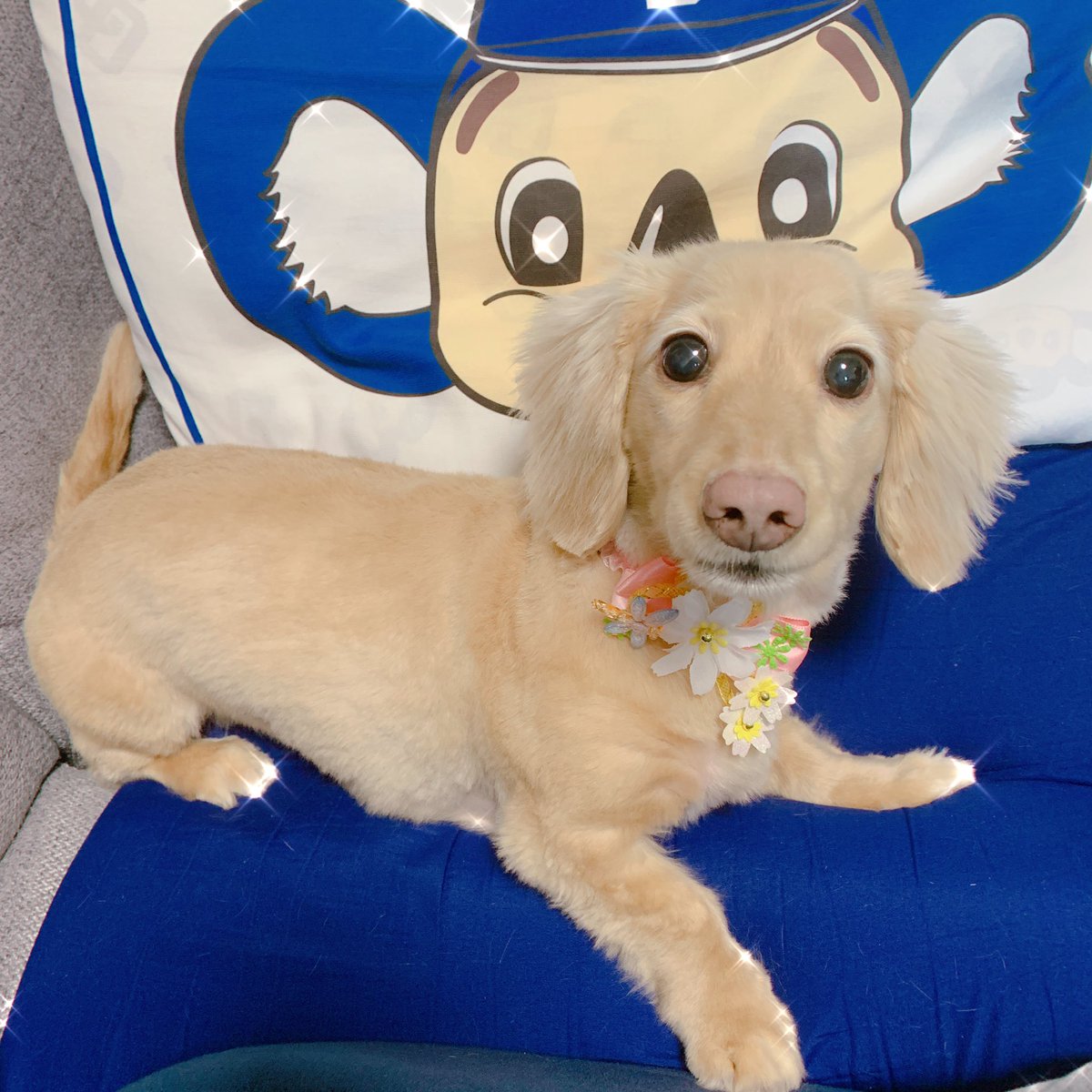 せきらら いちご水 Di Twitter トリミングに行ってきたひなた 耳の上の方をいつもより多めにカットされたみたいで 少しおマヌケフェイスになって見る度に笑ってしまう ｵﾄｰﾁｬﾝはそんなに変わってないって言うんだけどね Dogstagram ミニチュアダックス