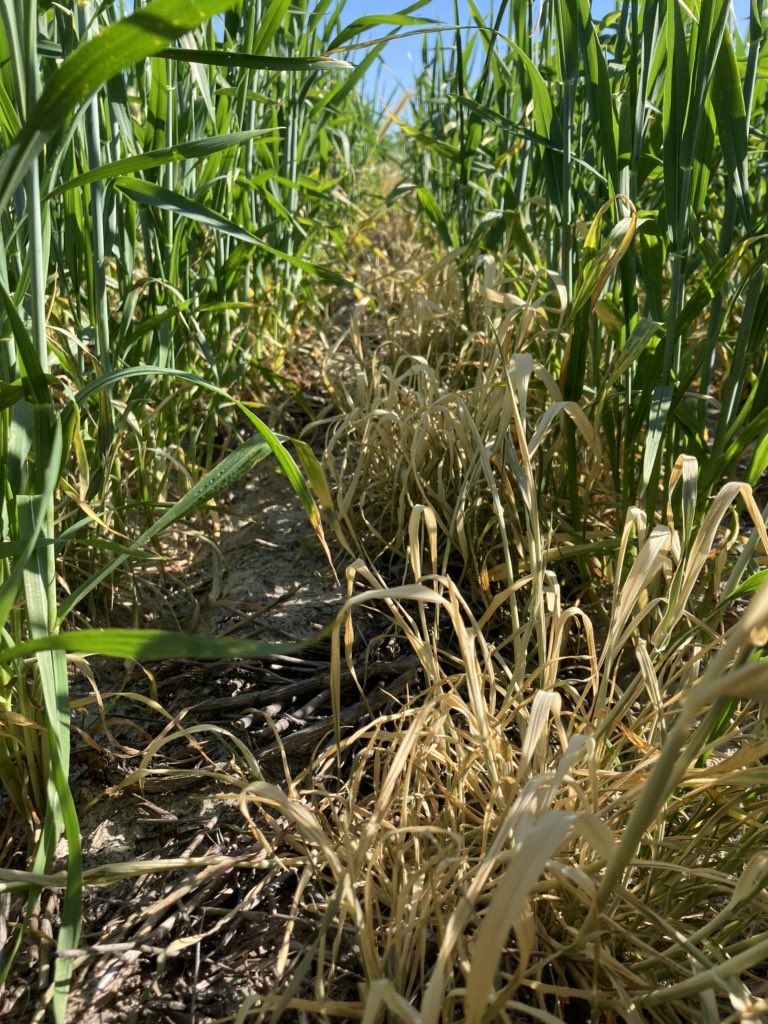 Gerrad Starcevich tweet media