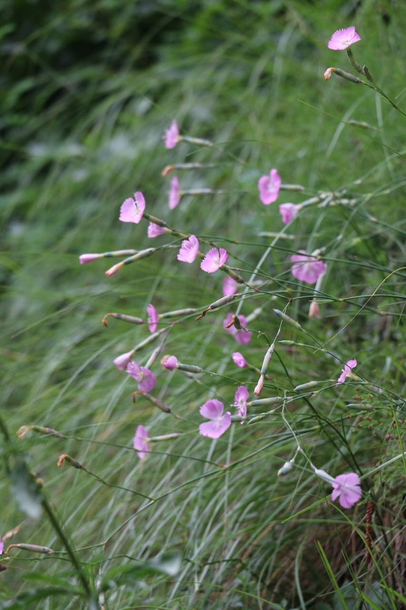 Un’idea per il fine settimana? Andare ad ammirare il garofano selvatico che non addobba solo il bavero dei gentiluomini 🎩, ma abbonda anche lungo quasi tutto il Sentiero di #Gandria #Lugano #luganoalverde #luganomycity luganoalverde.ch/dianthus-sylve…