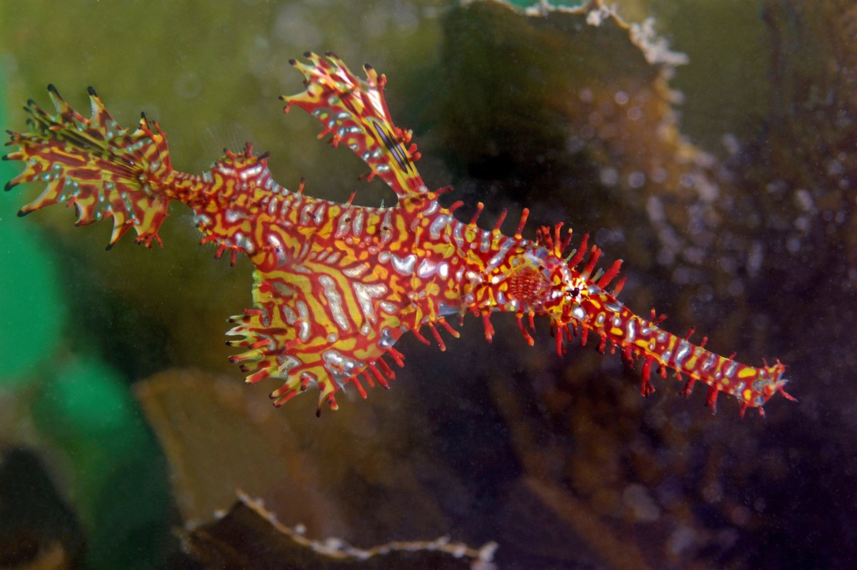 TravelwithTam's tweet photo. #FISHFRIDAY check out these incredible underwater photos! Award winning photos on #FF https://t.co/rJoeWLmOb3 #scuba #scubadiving #homeschool #learnaboutfish #aboutfish #FunFacts https://t.co/oSf0Ld5rJy
