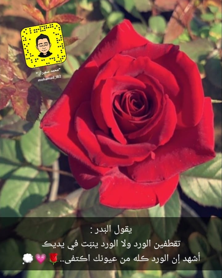 يقول البَدر :
تقطفين الورد ولا الورد ينبّت في يديڪ
أشهد إن الورد ڪله من عيونك اڪتفى..💗🌹