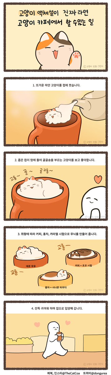 고양이 액체설이 진짜라면 고양이 카페에서 할 수 있는 일 