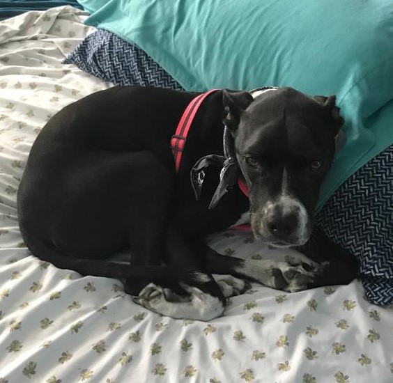 Casibari77's tweet photo. Neil sez Venus is awaiting my return to FL- still 12 days away, but will not leave if they shut down Aruba borders again! @RaokRaven @the4nobletruths @KarenSConniff @acevonjohnson @MoishesMom
#puppylove #bullydogsarebest #Venus https://t.co/nCv0NyUUkb