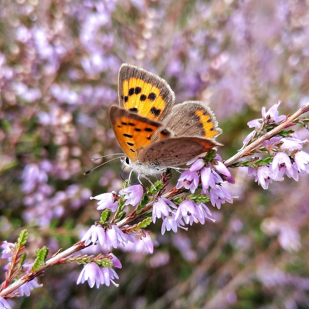 mathieuvansluis's tweet photo. The small copper/kleine vuurvlinder 🦋
.
.
.
.
.
Genomen met de macrostand in de pro modus van de camera app met mijn #HTCU11Plus. #htc #shotonhtc #nature #naturephotography #naturelovers #nature_good #nature_brilliance #nature_perfection #macro_perfe… https://t.co/QAxvaTvWOp https://t.co/TpZGbBxQQ7