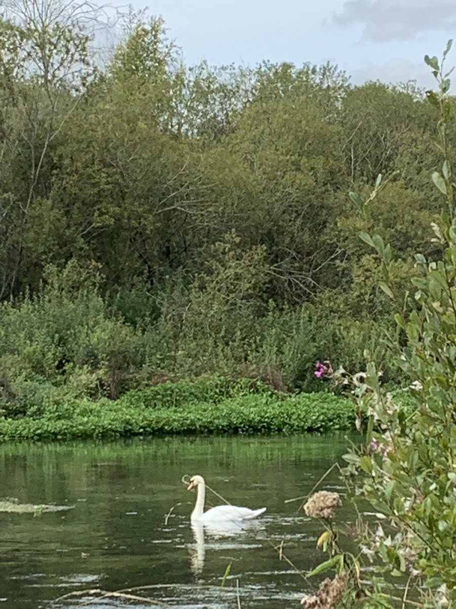 At Ovington, with its beautiful church, we spot our first brown trout & first swan