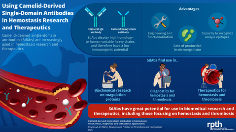 RPTHjournal's tweet photo. There are multiple potential applications of camelid-derived single domain antibodies in thrombosis &amp; hemostasis. Authors discuss this in a new #RPTHReview along with their pros &amp; cons. Accompanied is their #RPTHInfographic which summarizes main points!
https://t.co/LC4e18Ii4e https://t.co/pbUxA8fp3u