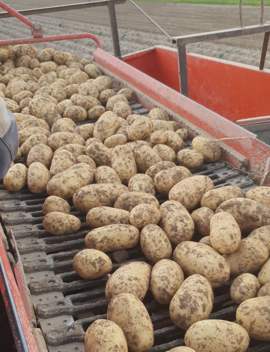 agri_zoom's tweet image. Cette fois-ci c'est bon ! Tout est rentré, à l'abri, prêt à être consommé tout l'hiver. Vous êtes plutôt frites ou purée  ?
#ventedirecte #pommesdeterre #ceuxquifont #FrAgTw