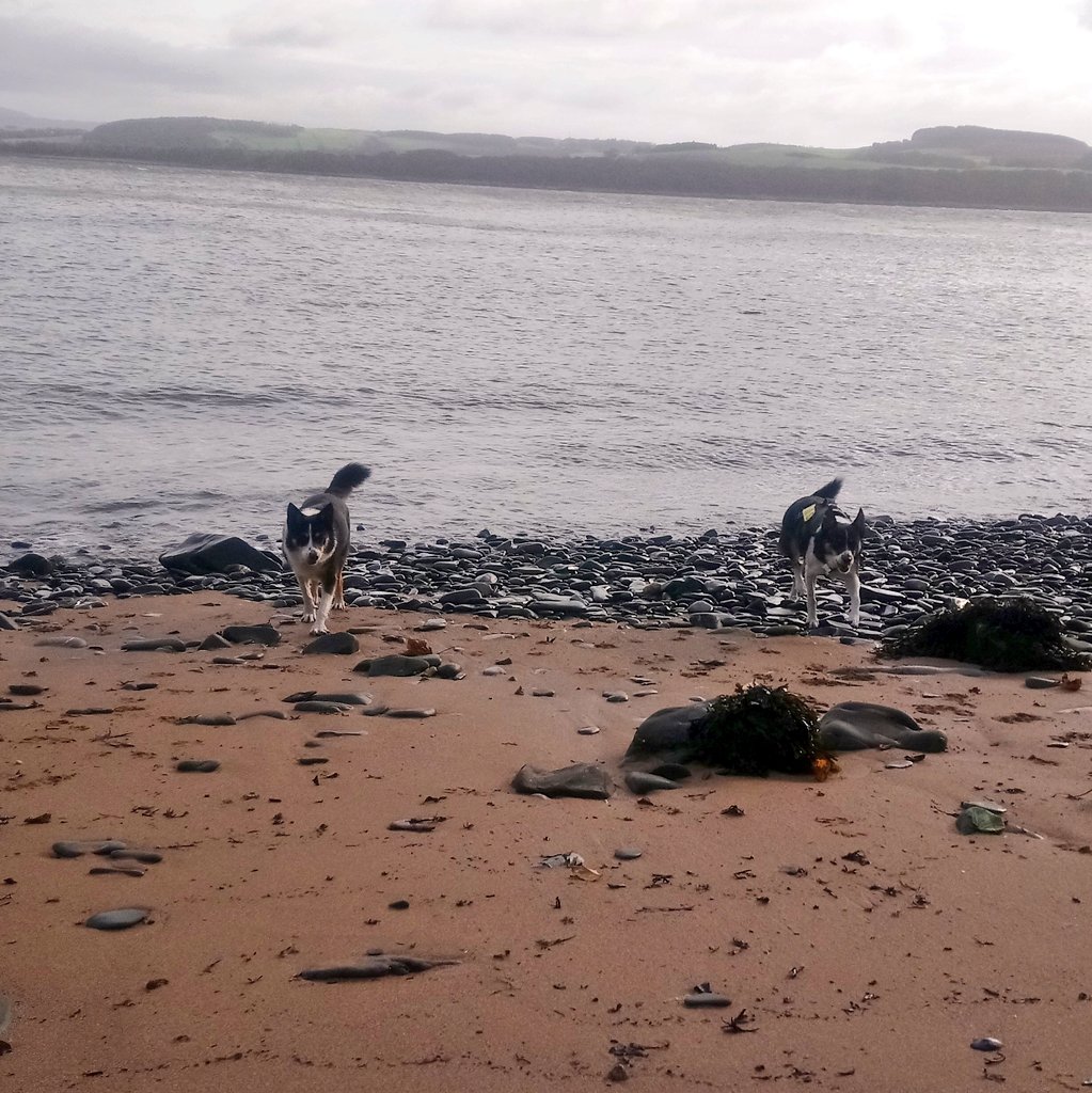 Last day of our holidays, so couldn't resist a last play on the beach #whiteBay! @keswickbootco @keswick_bandb @FeatureCumbria @BCTGB @janslss #AdoptDontShop #bordercollies #Scotland #dumfriesandgalloway 🐕 🐕