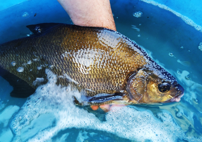Results suggest the  #NorfolkBroads bream population consists of several semi-independent spatially discrete subpopulations which converge during spawning. This diverse space and resource use likely reduces population dependence on a confined spawning/rearing habitat (10/12)