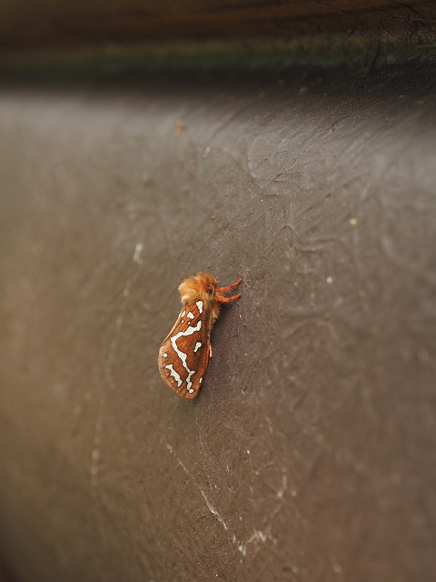 Shikatakei On Twitter 小屋の壁に止まっていた 美しくてかわいいもふもふの蛾 なんだったっけ 笑