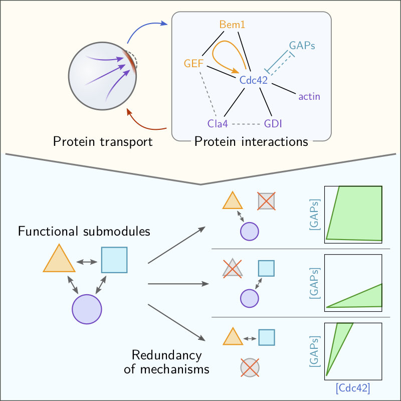 PhysOfLifeLMU's tweet image. "How do cells work and how did they come to be the way they are?” In a great collaboration with @LaanLiedewij and her group we have found an answer, that links #patternformation with #evolvability for a concrete system: the cell #Cdc42 polarity module. doi.org/10.1101/2020.0…