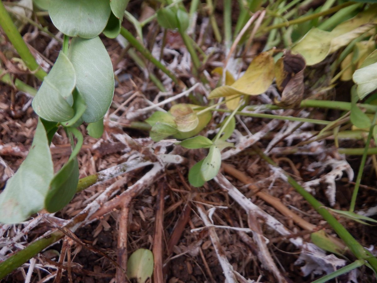 うさ 9 11 貸し農園の落花生の一部が病気っぽいので引き抜きました 調べると 白絹病らしきかな 一度発生してしまうと治療することができないようです 太陽熱消毒が有効らしい 白絹病とは 治療はできる 防除対策は おすすめの薬剤は Horti