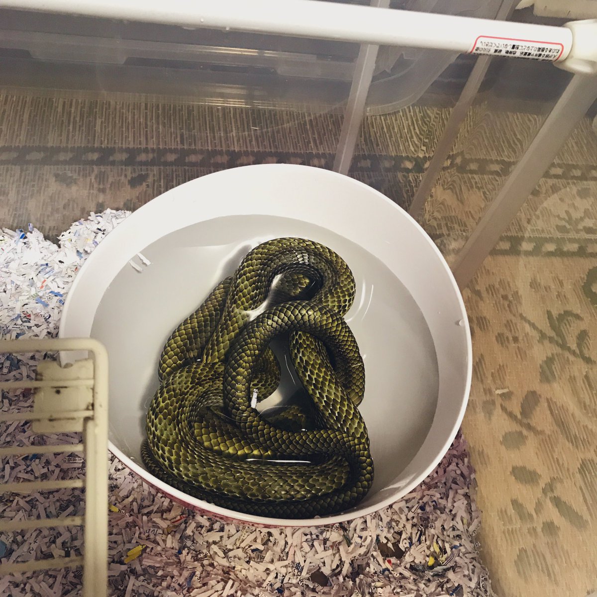 cs_bloodred's tweet photo. 室温が一定以上になると、無言で水に潜るひと
ごめんって。 https://t.co/Y3e30qhwzE