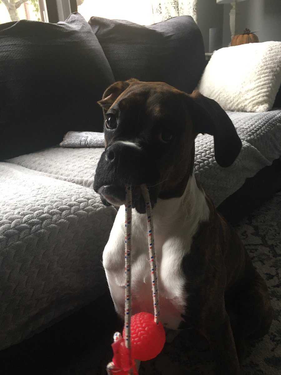NJBoxerMax's tweet photo. I sit like this when I want to play with my Dad. When he doesn’t want to I put it under the couch so he has to :) https://t.co/k5NqSsYCPh