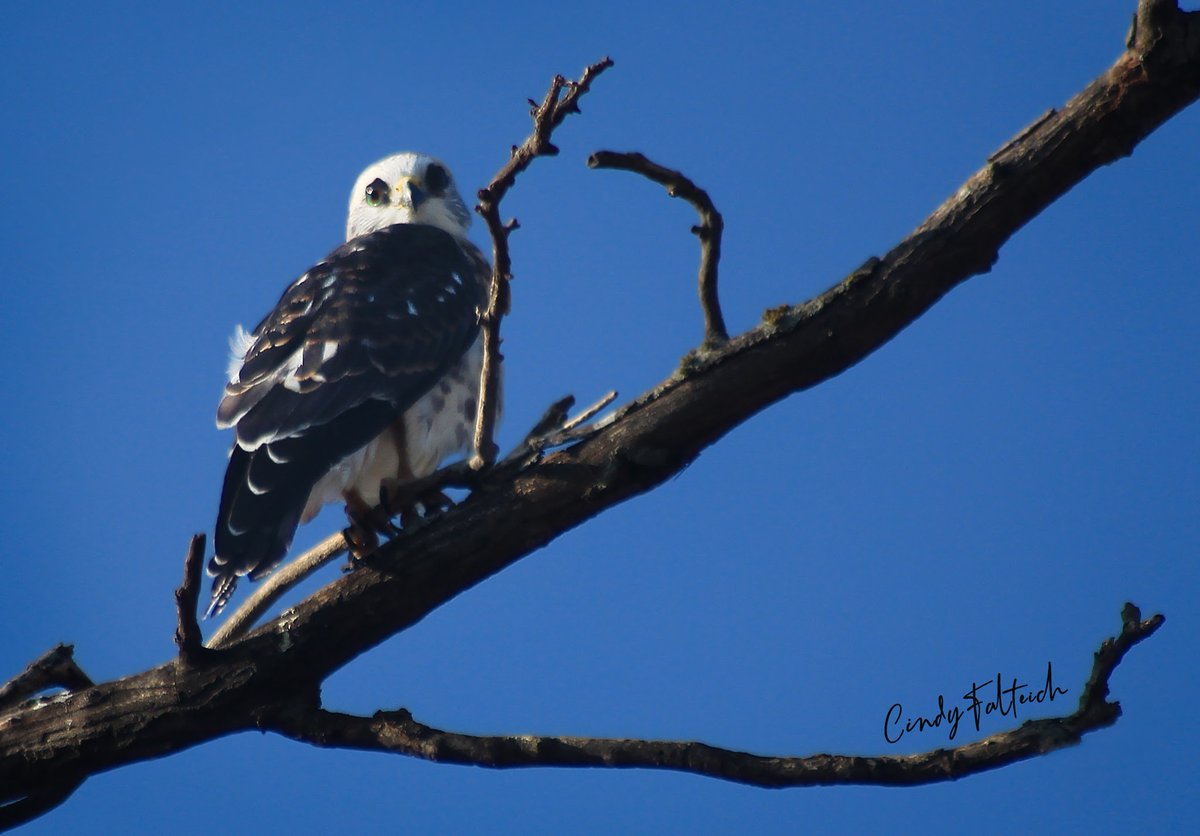 Pic-a-day. Keep your shutter clicking.

#adobe #photoshop #lightroom #photographer #photography #PIXImperfect #wichita #kansasoutdoor #kansas #birdsofprey #mississippikite #birdphotography #birds #nature #naturephotography #inspiration #motivation #mindfulness #travelblog #travel