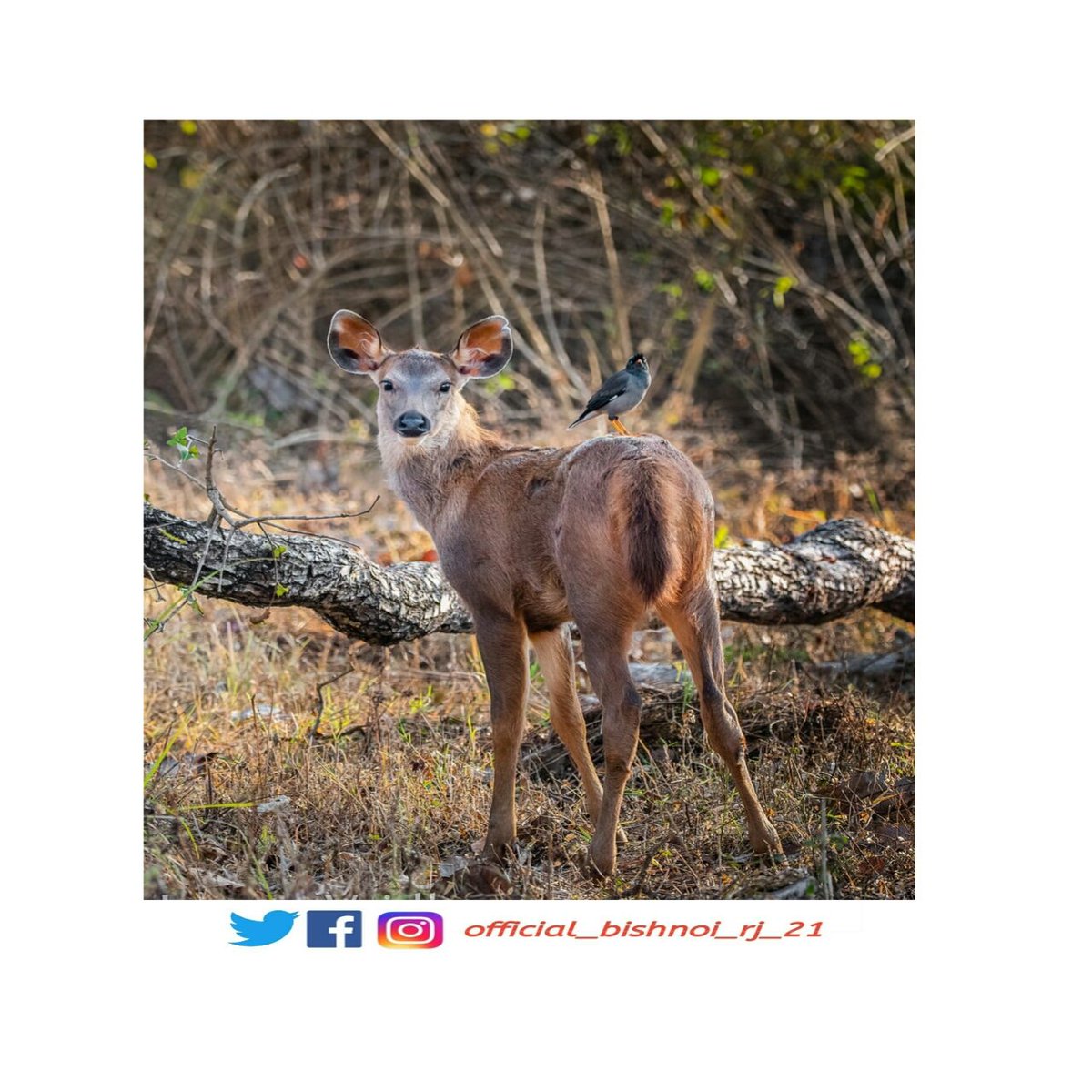 Bishnoisanskrti's tweet photo. Follow 👉 @official_bishnoi_rj_21
#save_nature🌿 #savelife #saveanimals #bishnoi #bishnoiz #bishnoism #bishnoi_tradition #bishnoicommunity #bishnoiculture #bishnoi__29_rules #world_photography_hub #photography #animals_captures #animals_in_world #animals #animals_shots_ https://t.co/CFFai82xdU