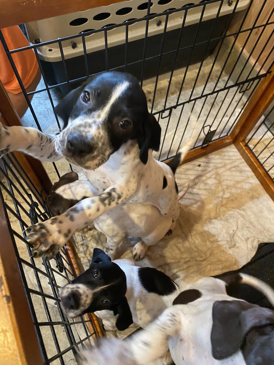 房州削蹄所 บนทว ตเตอร 房州ヤマヒロ犬舎 猟犬 ポインター イングリッシュポインター 猪 猪猟犬 ジビエ 有害鳥獣 鳥猟犬 陽気な性格の犬 家庭犬 災害救助犬 パートナードッグ アジリティドッグ フリスビードッグ 人が好き ペット 子犬 仔犬 犬