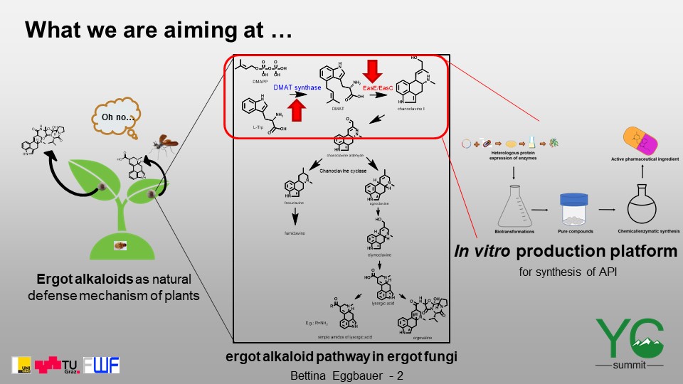 elk_crew's tweet photo. Possessing pharmacological activities, ergot alkaloids are attractive for #drugindustry. Wouldnโt it be great to have a simple synthesis route? Bettina Eggbauer from the #elkcrew investigates an in vitro #productionplatform for ergot alkaloid derived APIs. #biocatalysis #YCS20 https://t.co/QDH4NczPPg