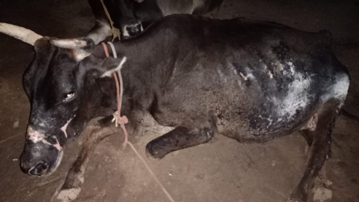 Acid attacked gaumata at this daySee her journey in full thread, 90% body burned in acid attack, old age gaumata, unimaginable pain she was bearing and still standing silently when i first met her...She is symbol of strength and zeal to survive.. @alok_bhatt