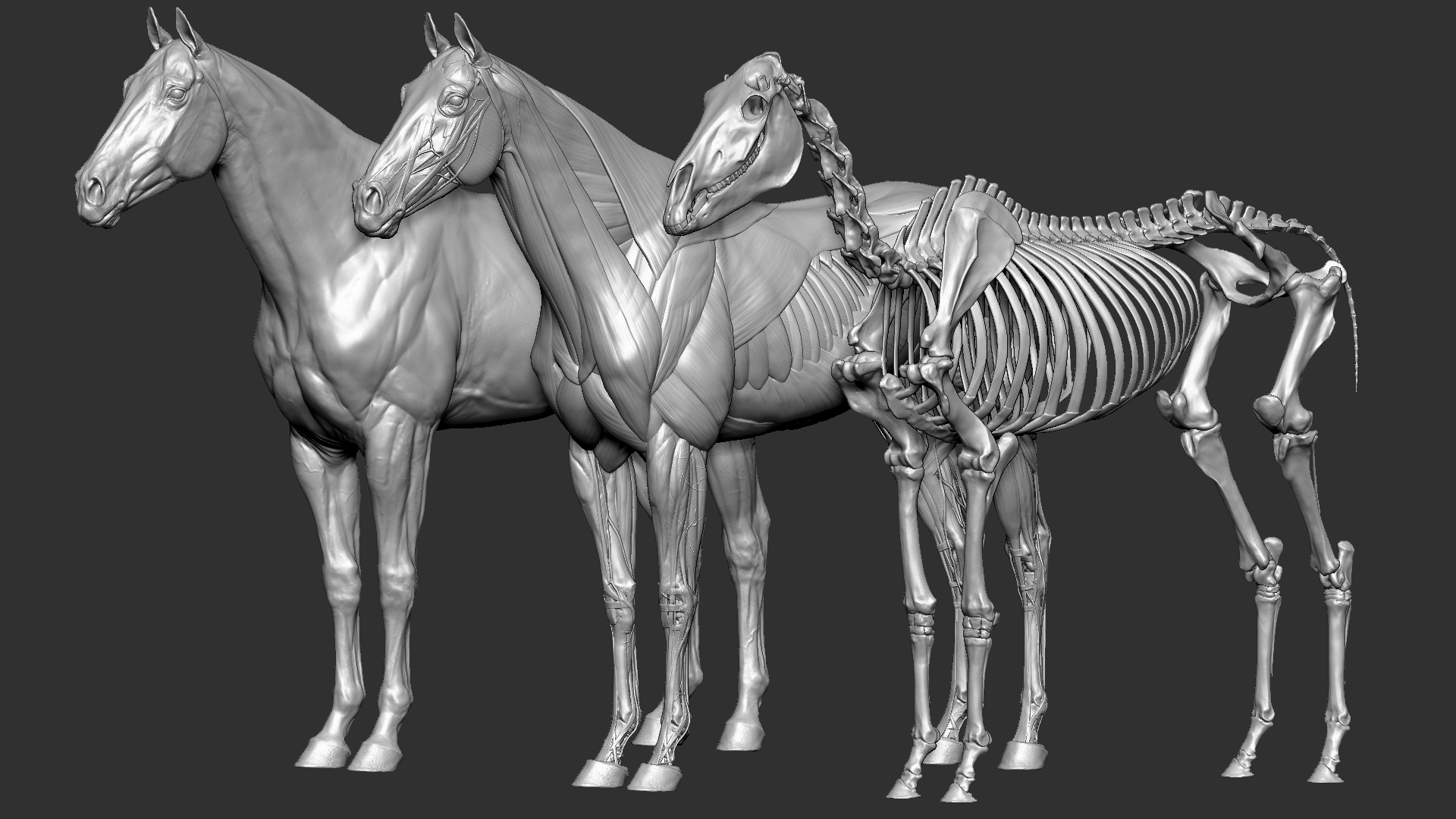Pixologic Japan 馬の筋肉や骨の構造を3dスカルプトで再現したdmitrii Prosov氏の Horse Anatomy をご覧ください T Co 9fn2lzjvoc Pixologic Japan 馬の筋肉や骨の構造を3dスカルプトで再現したdmitrii Prosov氏の Horse Anatomy をご覧ください T Co 9fn2lzjvoc