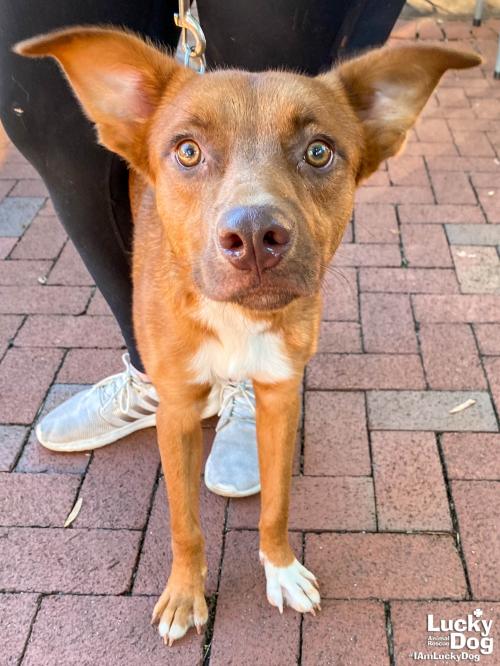 Dogma Dog Bakery tweet media