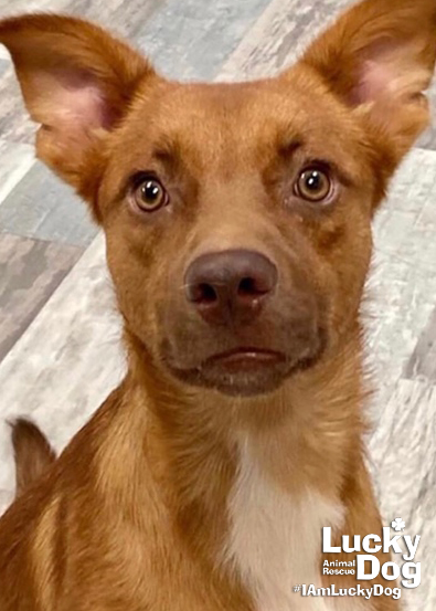 Dogma Dog Bakery tweet media