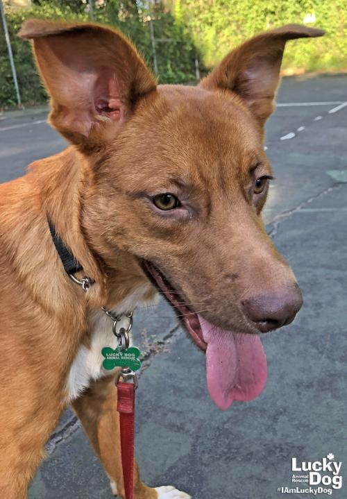 Dogma Dog Bakery tweet media