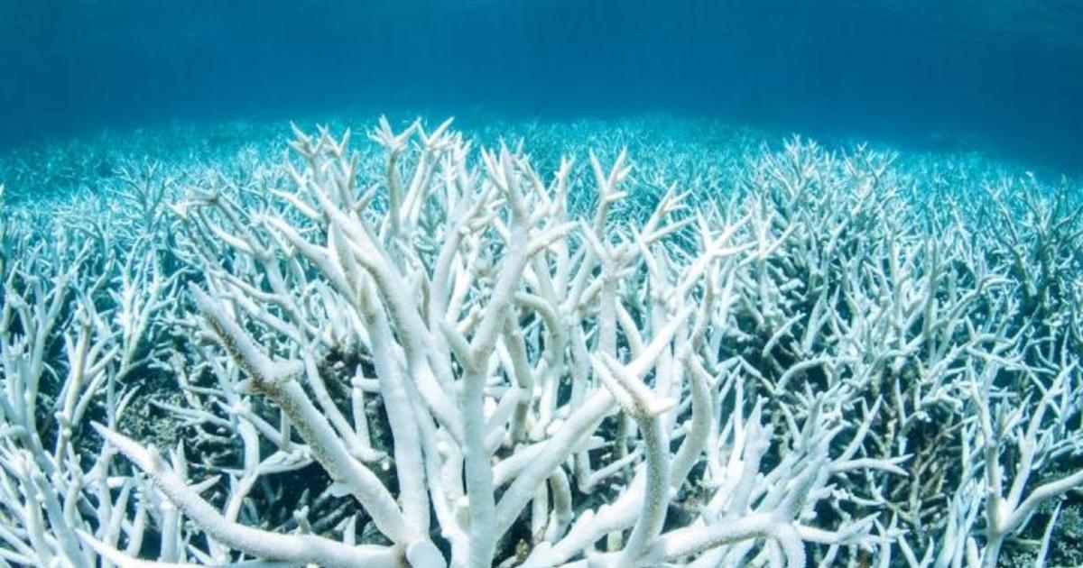Oceans absorb the most CO2 & are the hardest hit by climate change, notably in the form of coral acidification. Coral reefs are home to most aquatic life, yet 50% of all coral reefs have died in the past 30 years, & 90% will die by 2050. Caring for our oceans is paramount. /5